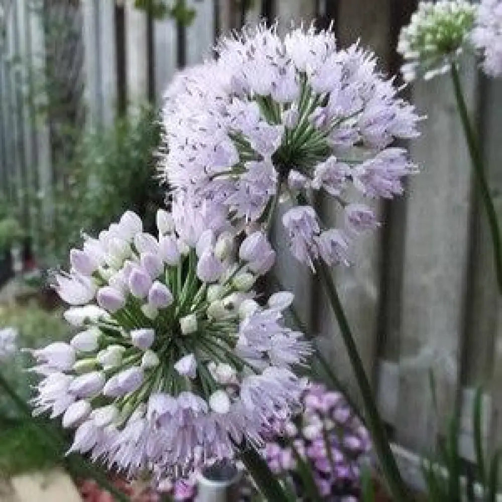 Summer Beauty Ornamental Onion 1 GALLON Perennial