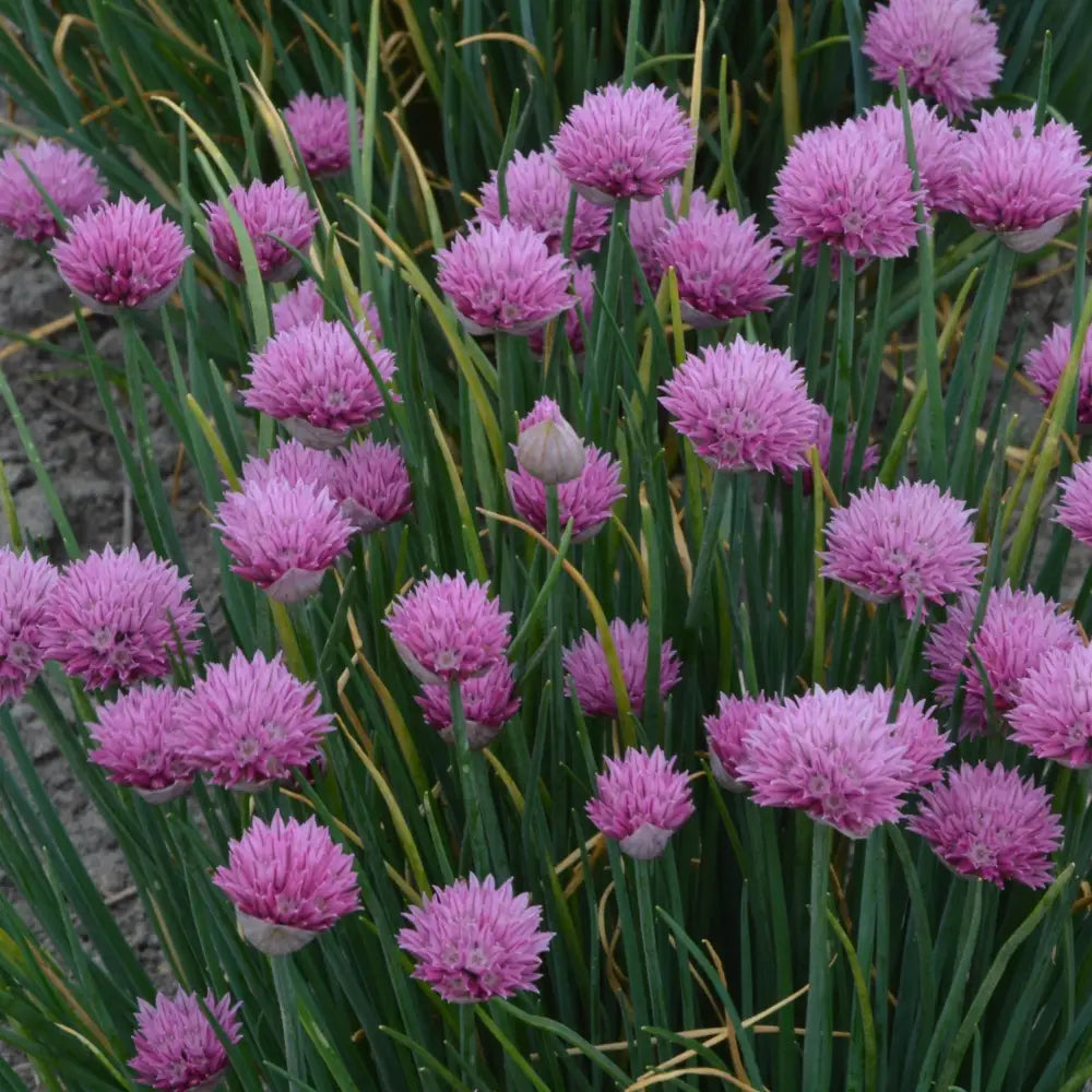 Summer Beauty Ornamental Onion 1 GALLON Perennial