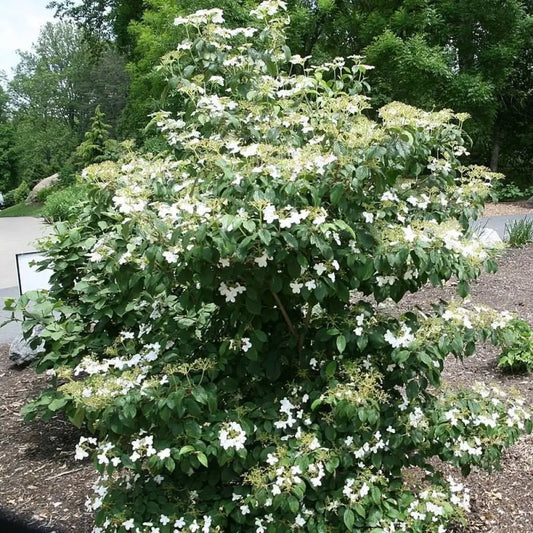 Summer Snowflake Viburnum Shrub
