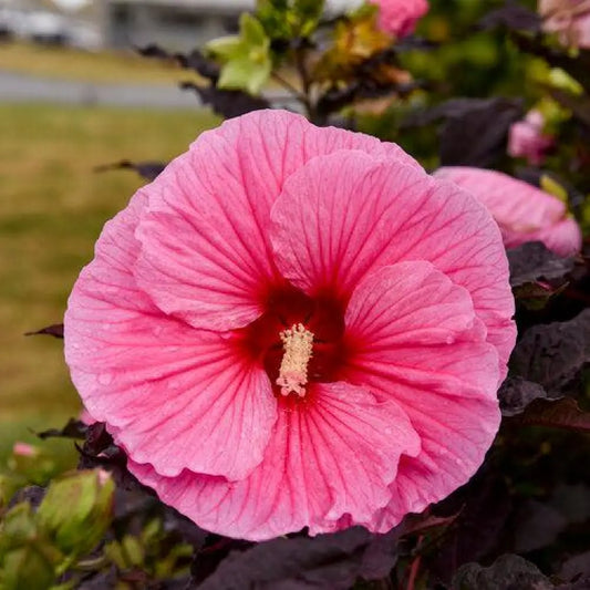 Summerific® Edge of Night Hibiscus 3 GALLON Perennial