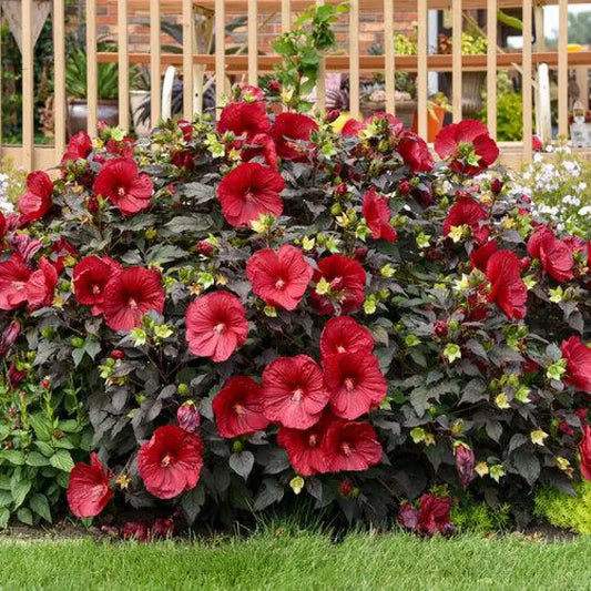 Summerific® Holy Grail Hibiscus 3 GALLON Perennial