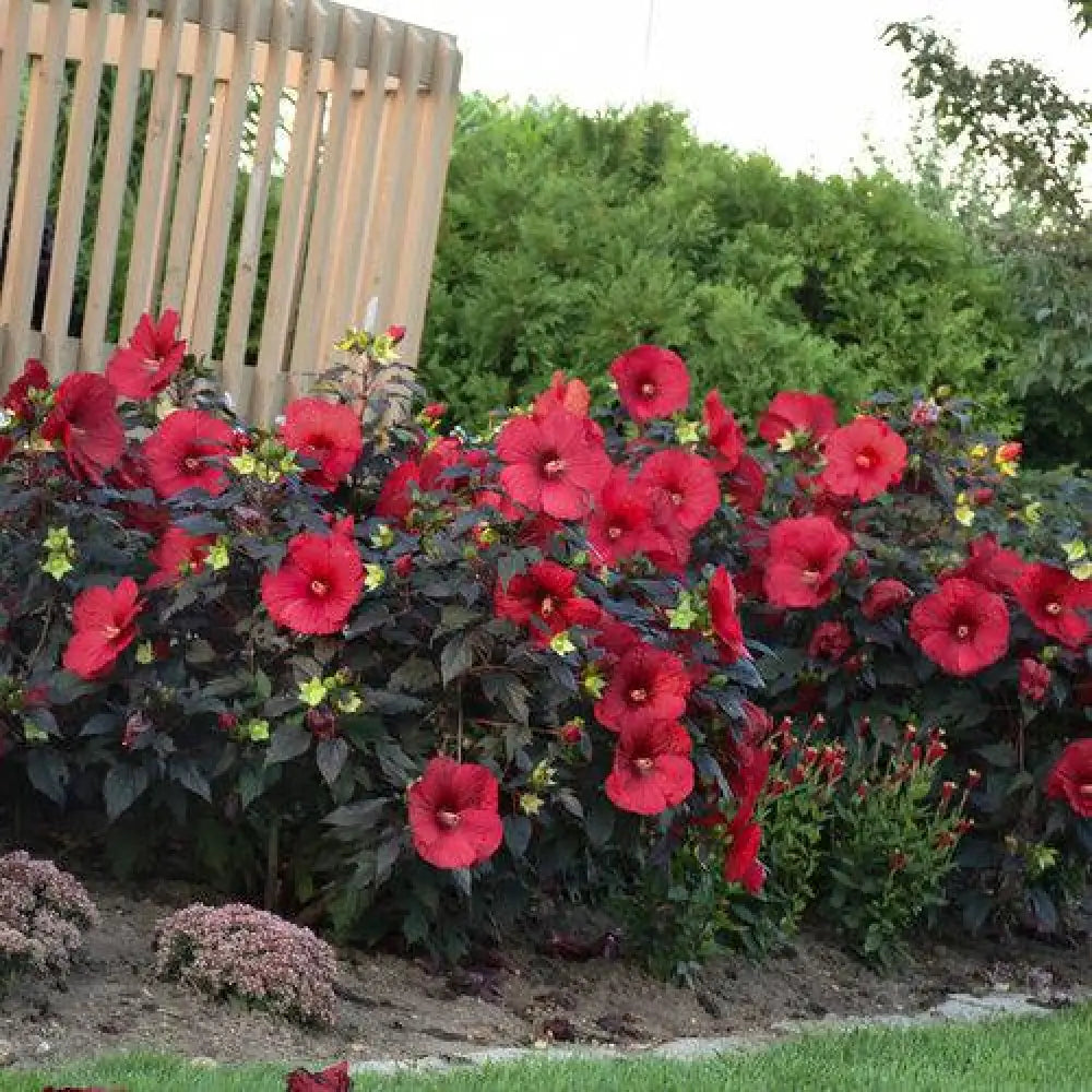 Summerific® Holy Grail Hibiscus 3 GALLON Perennial