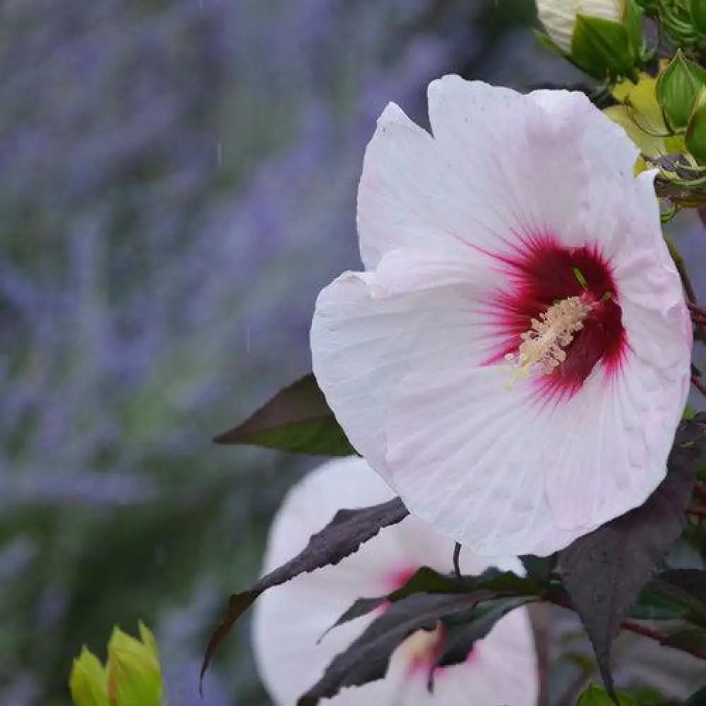 Summerific® Perfect Storm Hibiscus 3 GALLON Perennial