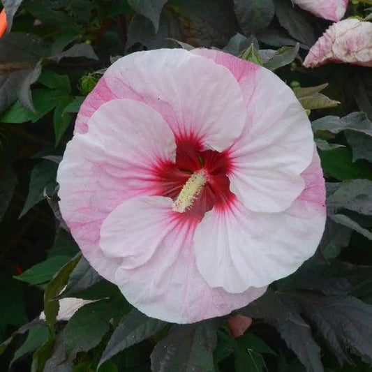 Summerific® Perfect Storm Hibiscus 3 GALLON Perennial