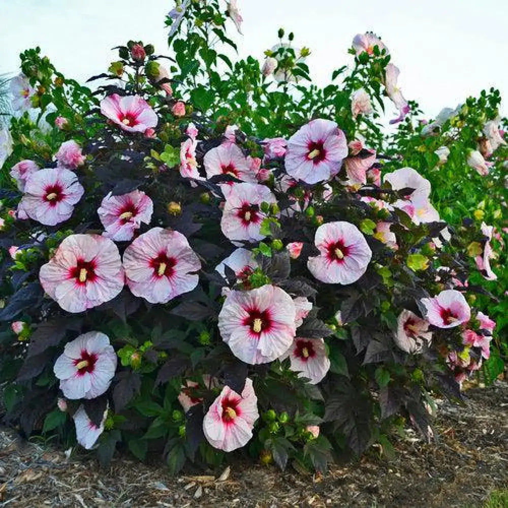 Summerific® Perfect Storm Hibiscus 3 GALLON Perennial