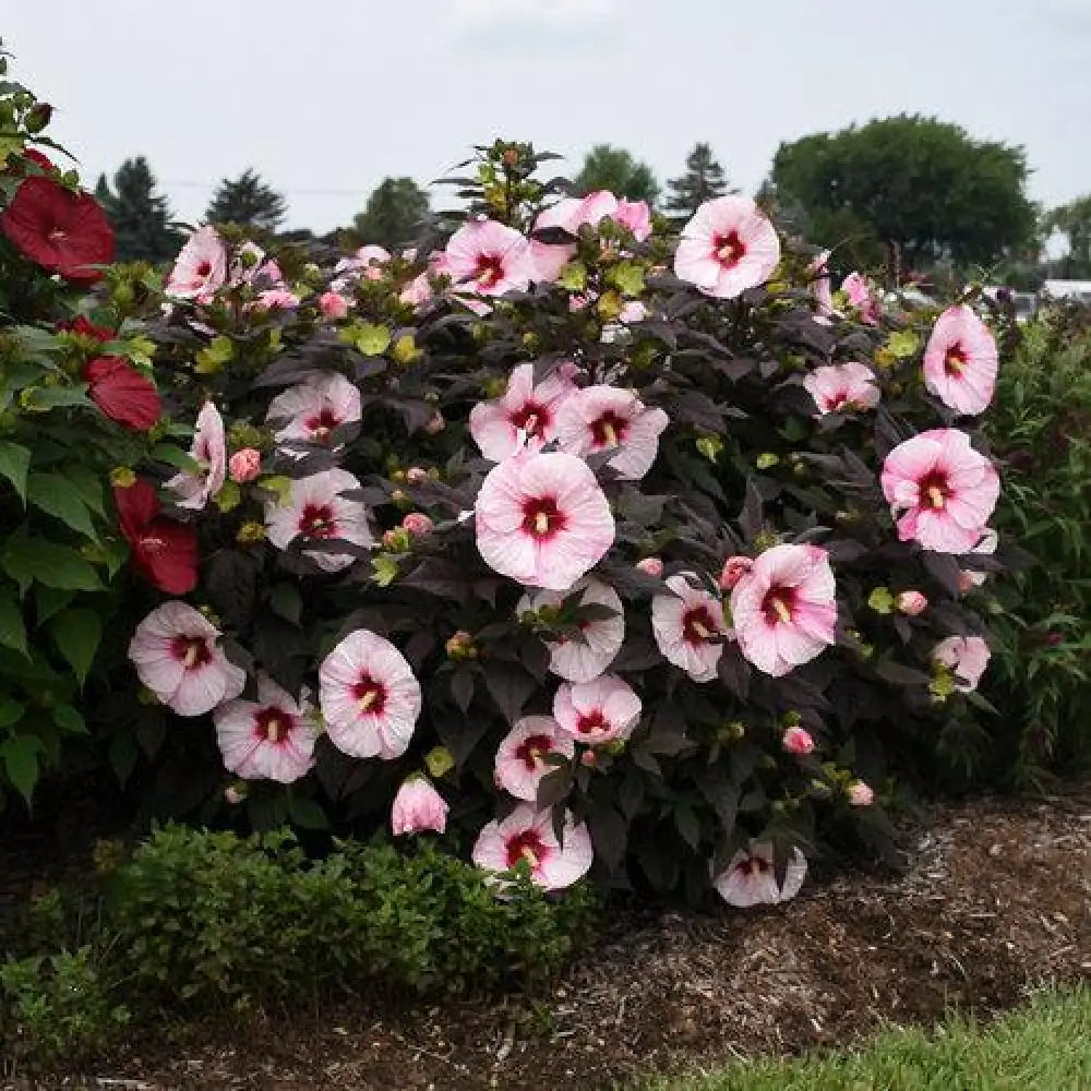 Summerific® Perfect Storm Hibiscus 3 GALLON Perennial