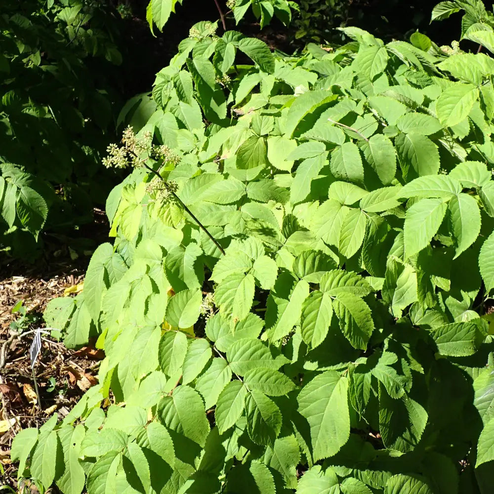 Sun King Golden Japanese Spikenard Perennial