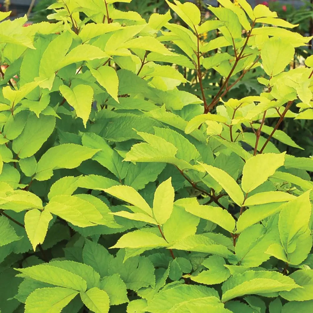 Sun King Golden Japanese Spikenard Perennial