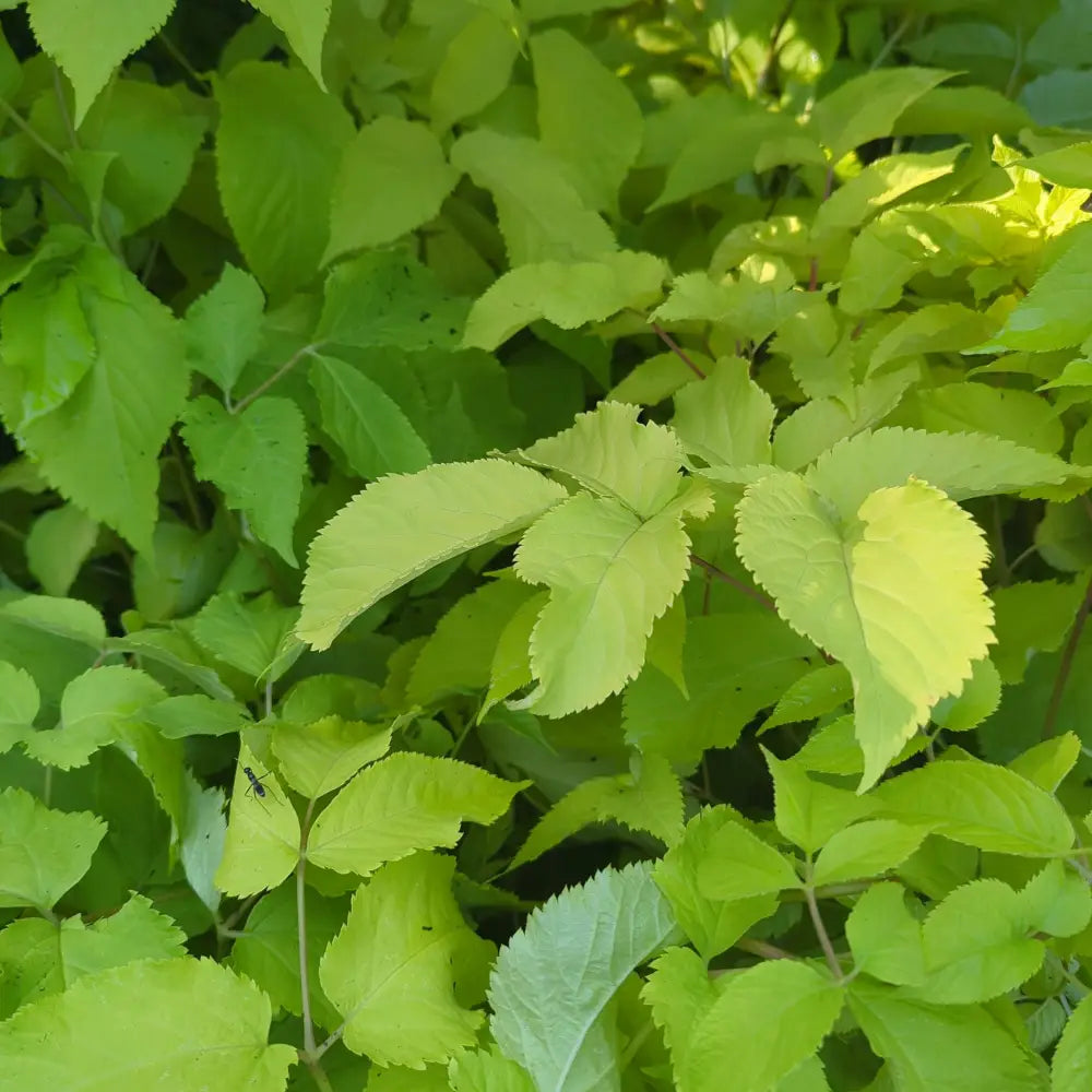Sun King Golden Japanese Spikenard Perennial