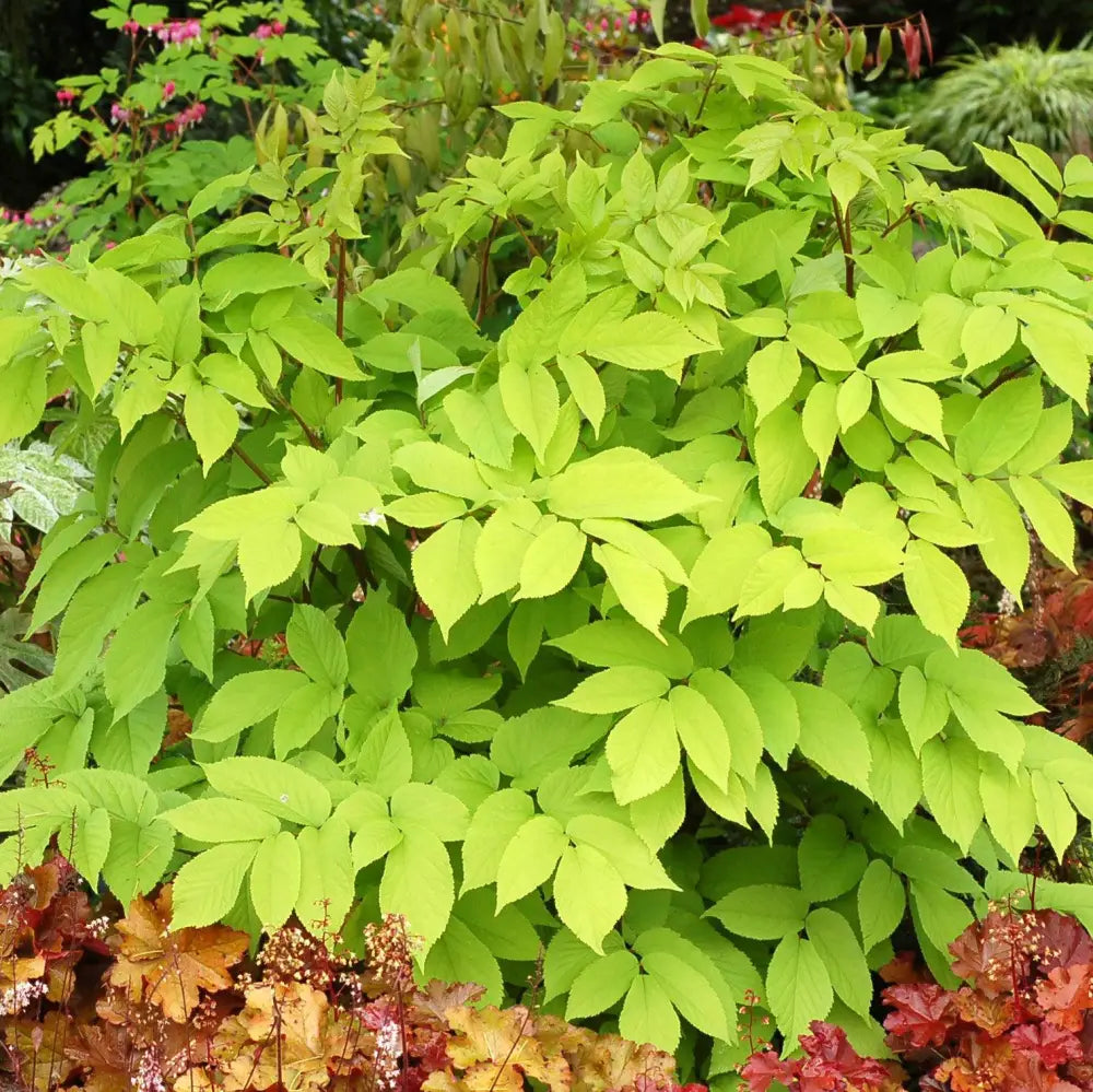 Sun King Golden Japanese Spikenard Perennial