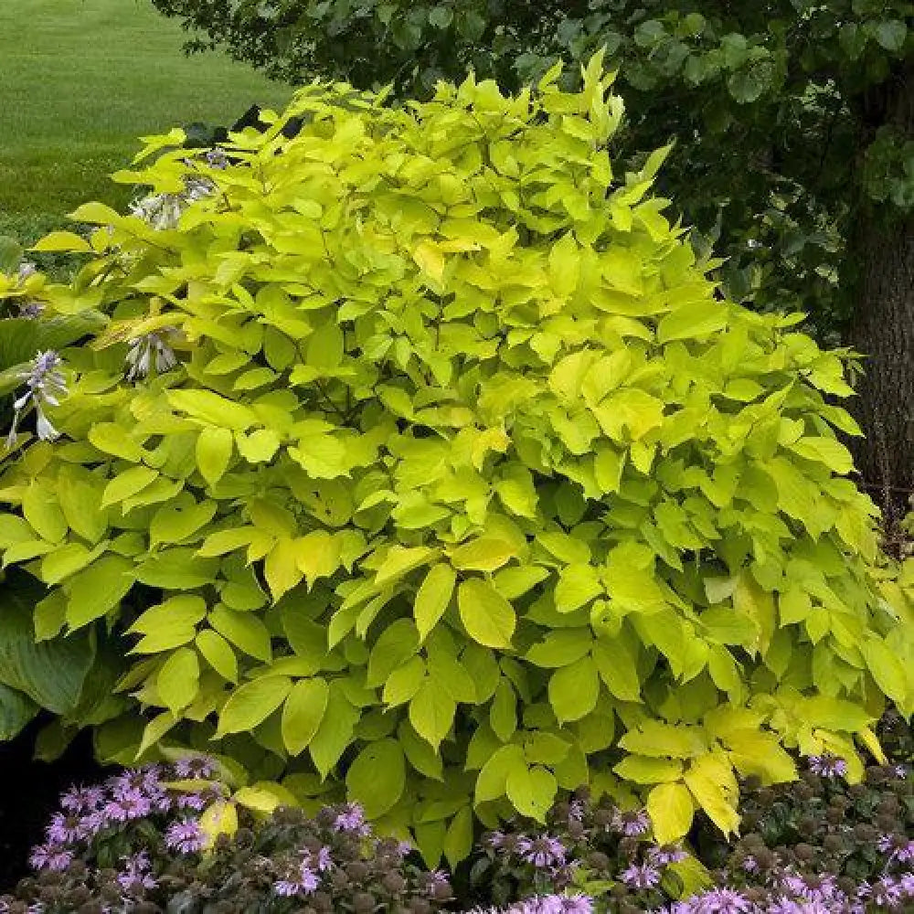 Sun King Golden Japanese Spikenard Perennial