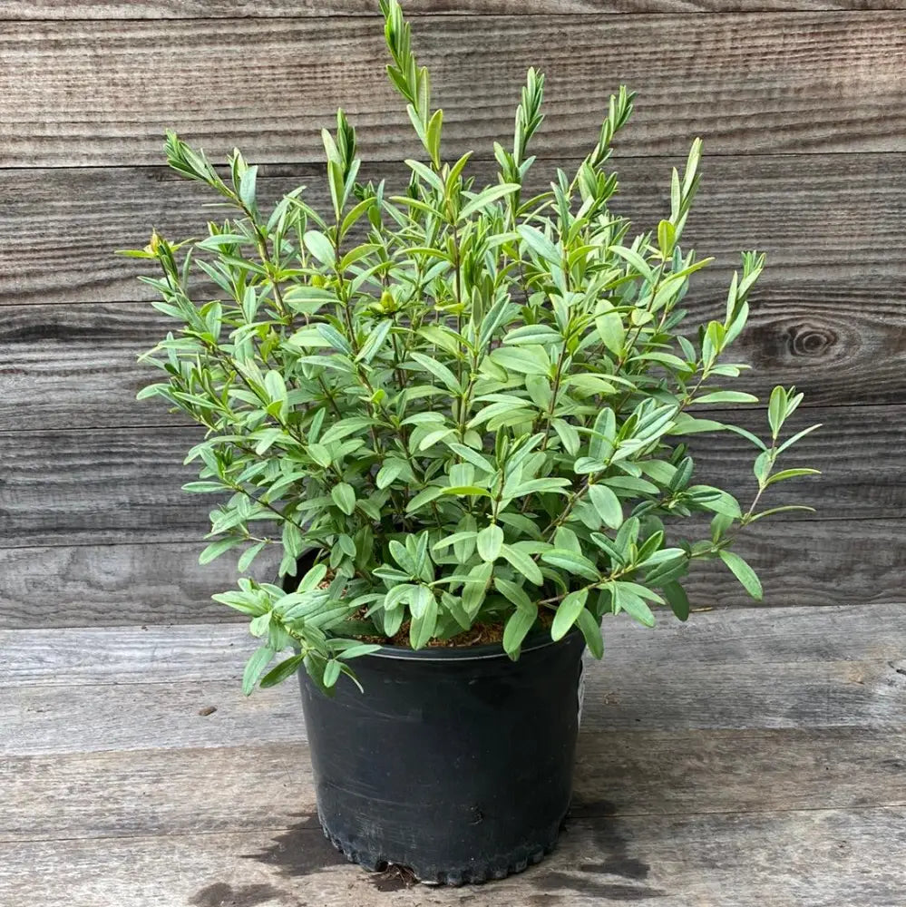 Sunburst St. John’s Wort 3 GALLON Shrub