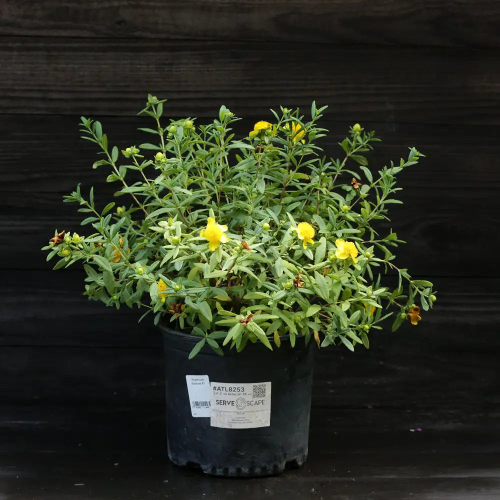 Sunburst St. John’s Wort 3 GALLON Shrub