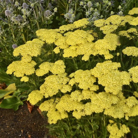 Sunny Seduction Yarrow 2 GALLON Perennial