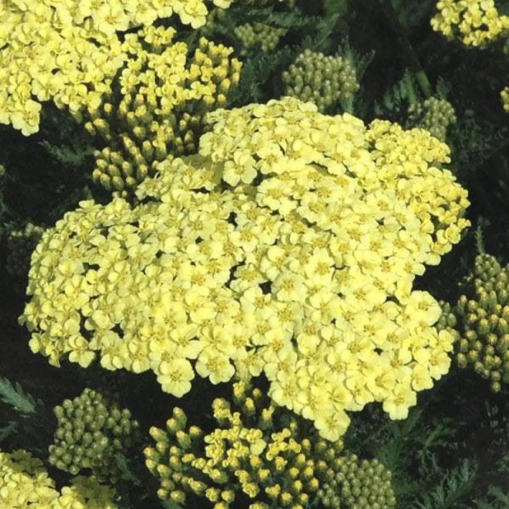 Sunny Seduction Yarrow 2 GALLON Perennial
