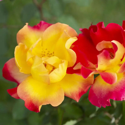 Sunset Horizon™ Rose Shrub