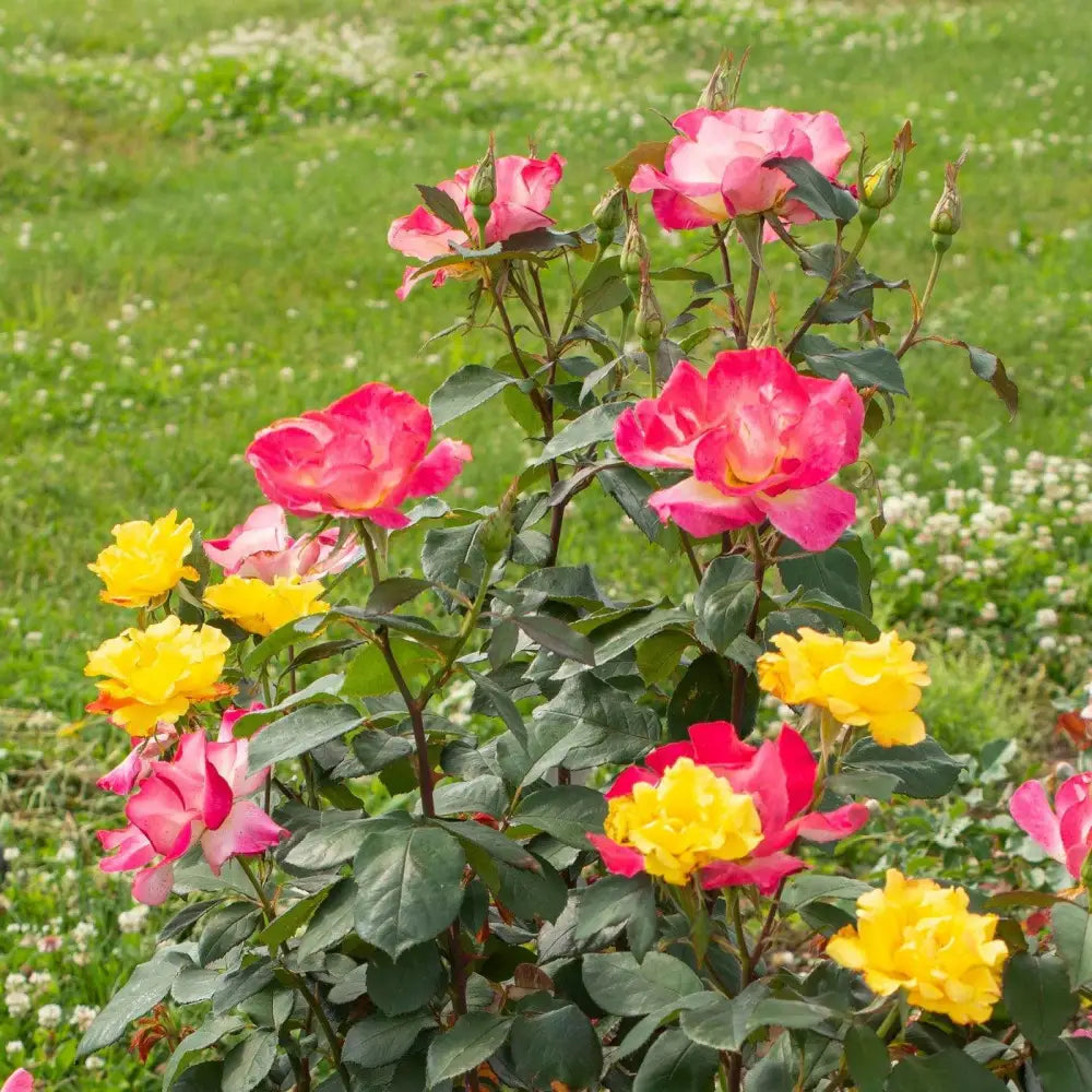 Sunset Horizon™ Rose Shrub
