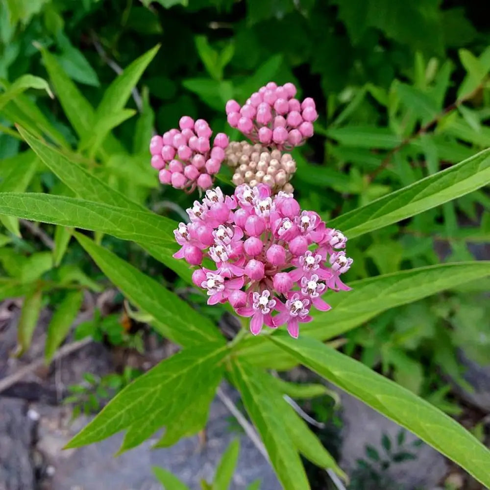 Swamp Milkweed Rose Milkweed Perennial