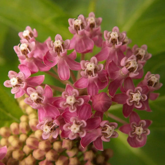 Swamp Milkweed Rose Milkweed Perennial