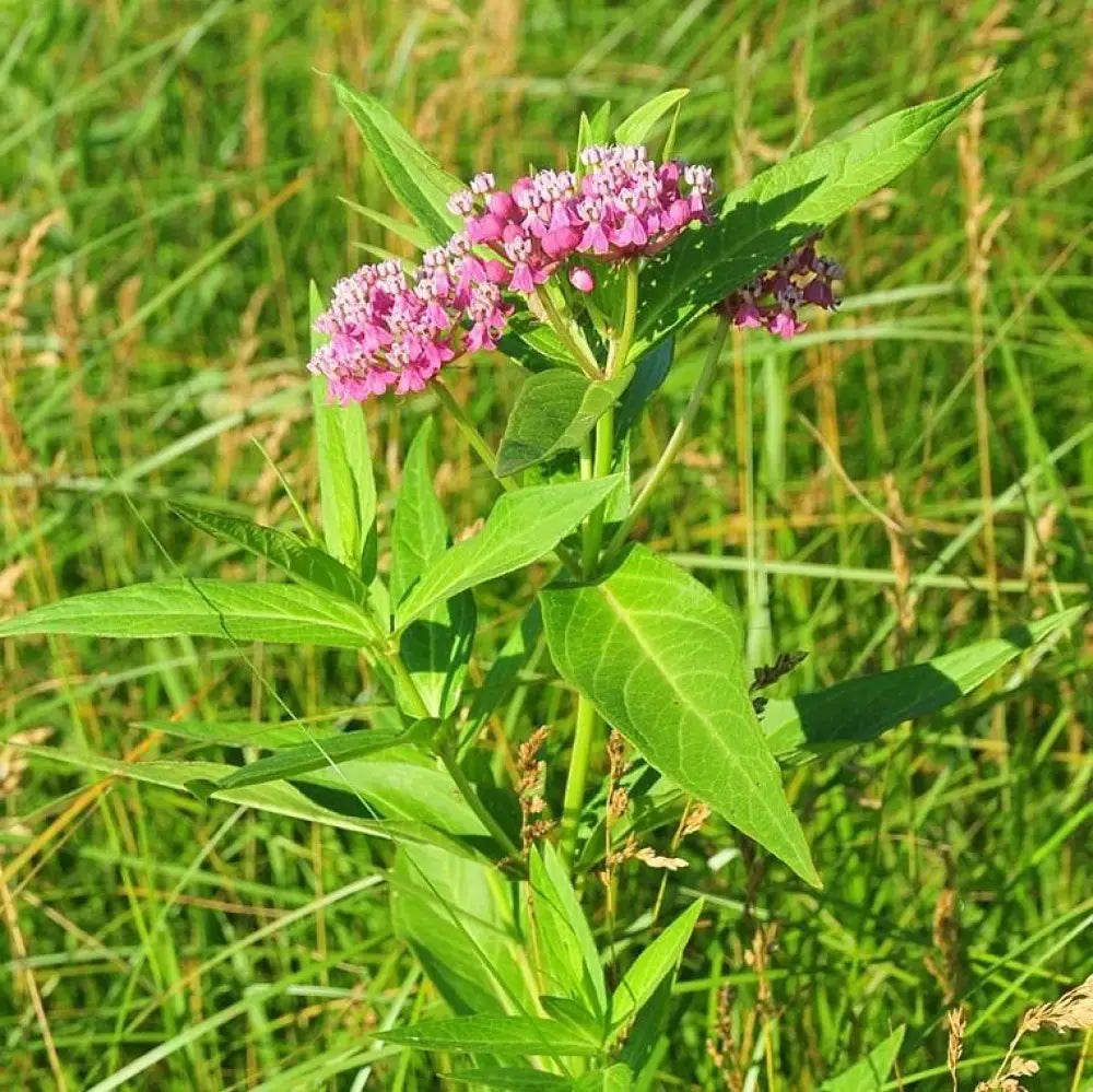 Swamp Milkweed Rose Milkweed Perennial