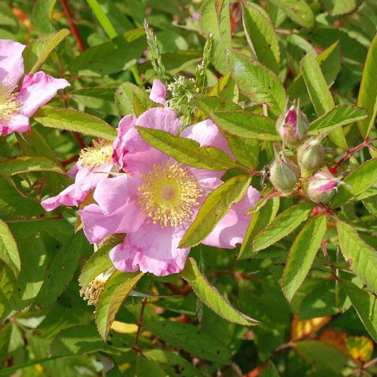 Swamp Rose 2 GALLON Shrub