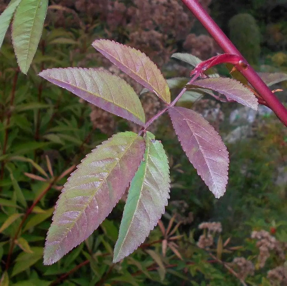Swamp Rose 2 GALLON Shrub