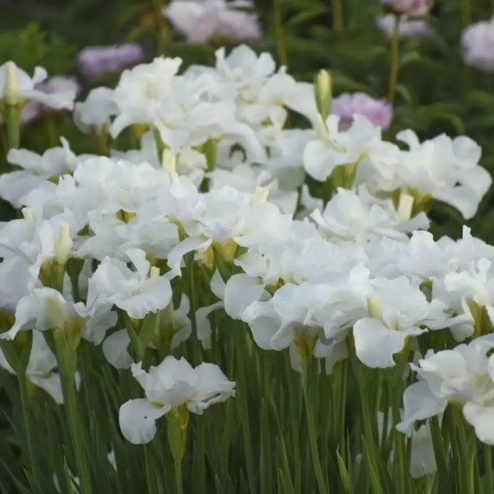 Swans In Flight Siberian Iris 1 GALLON Perennial