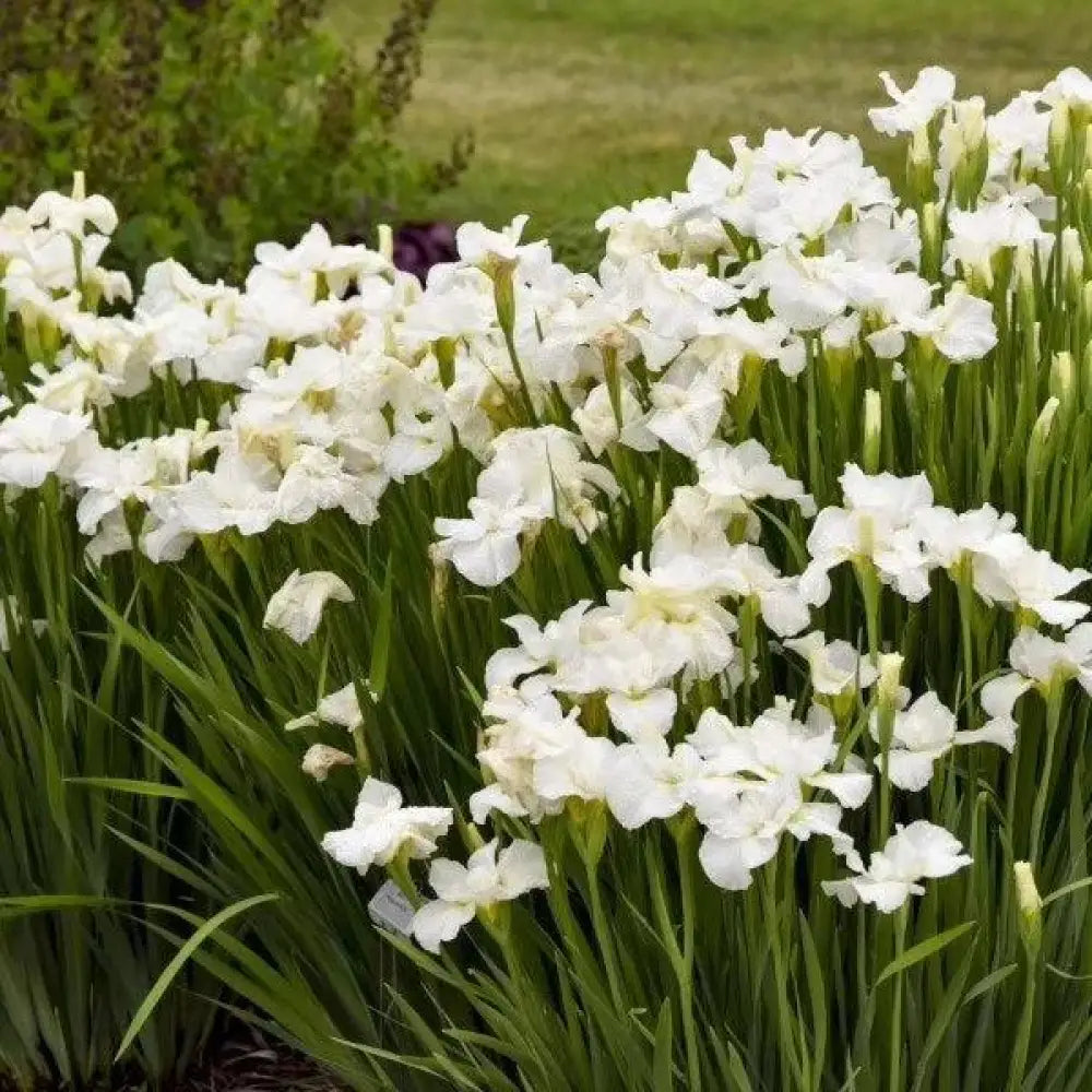 Swans In Flight Siberian Iris 1 GALLON Perennial
