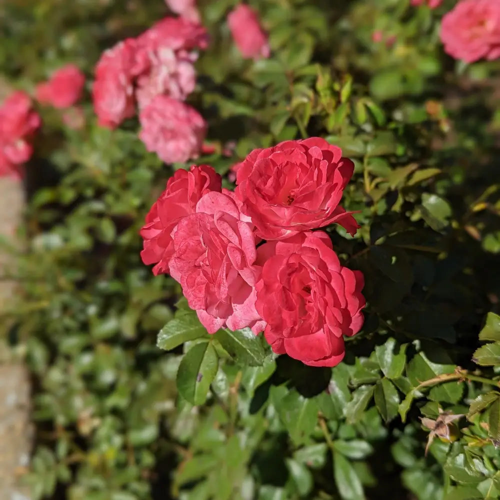 Sweet Drift® Rose 2 GALLON Shrub