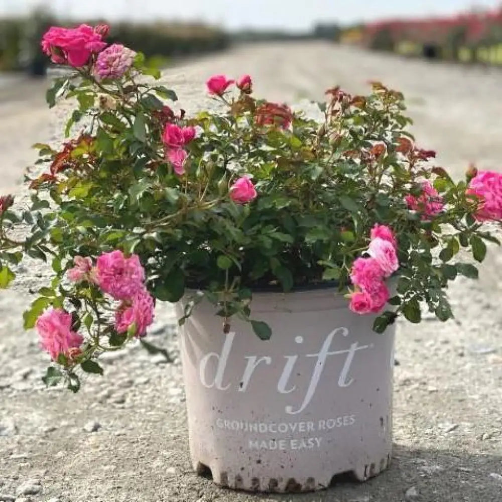 Sweet Drift® Rose 2 GALLON Shrub