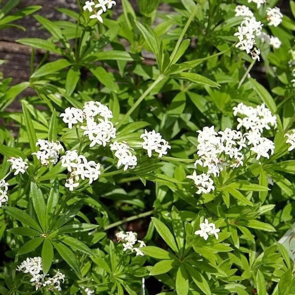 Sweet Woodruff 1 GALLON Perennial