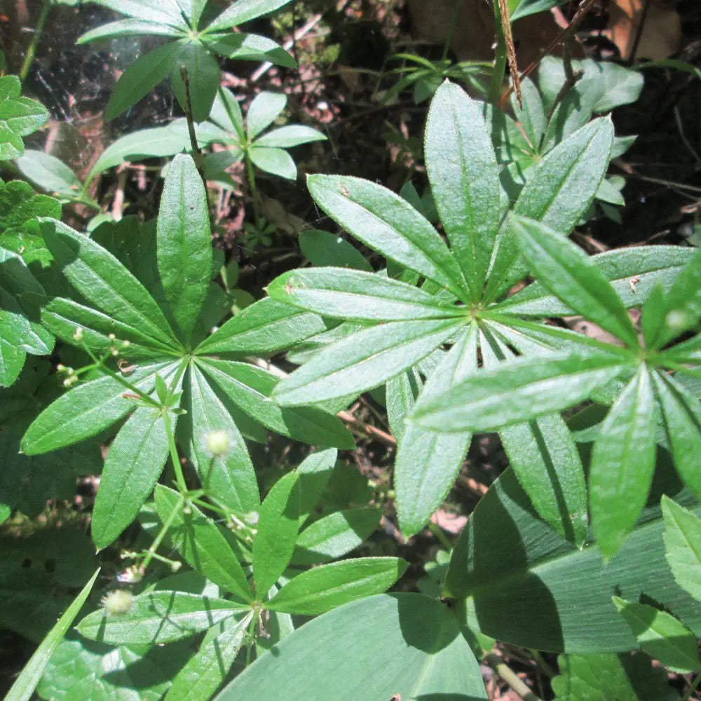 Sweet Woodruff 1 GALLON Perennial