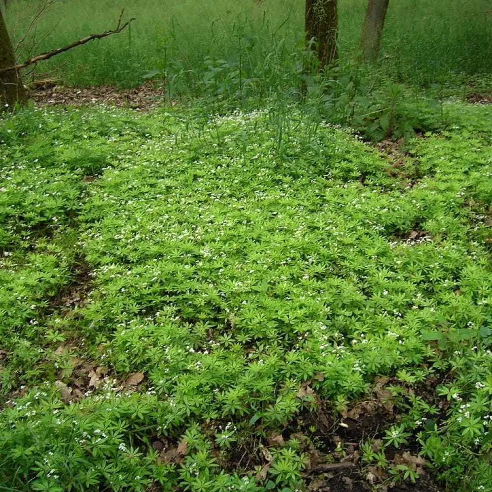 Sweet Woodruff 1 GALLON Perennial
