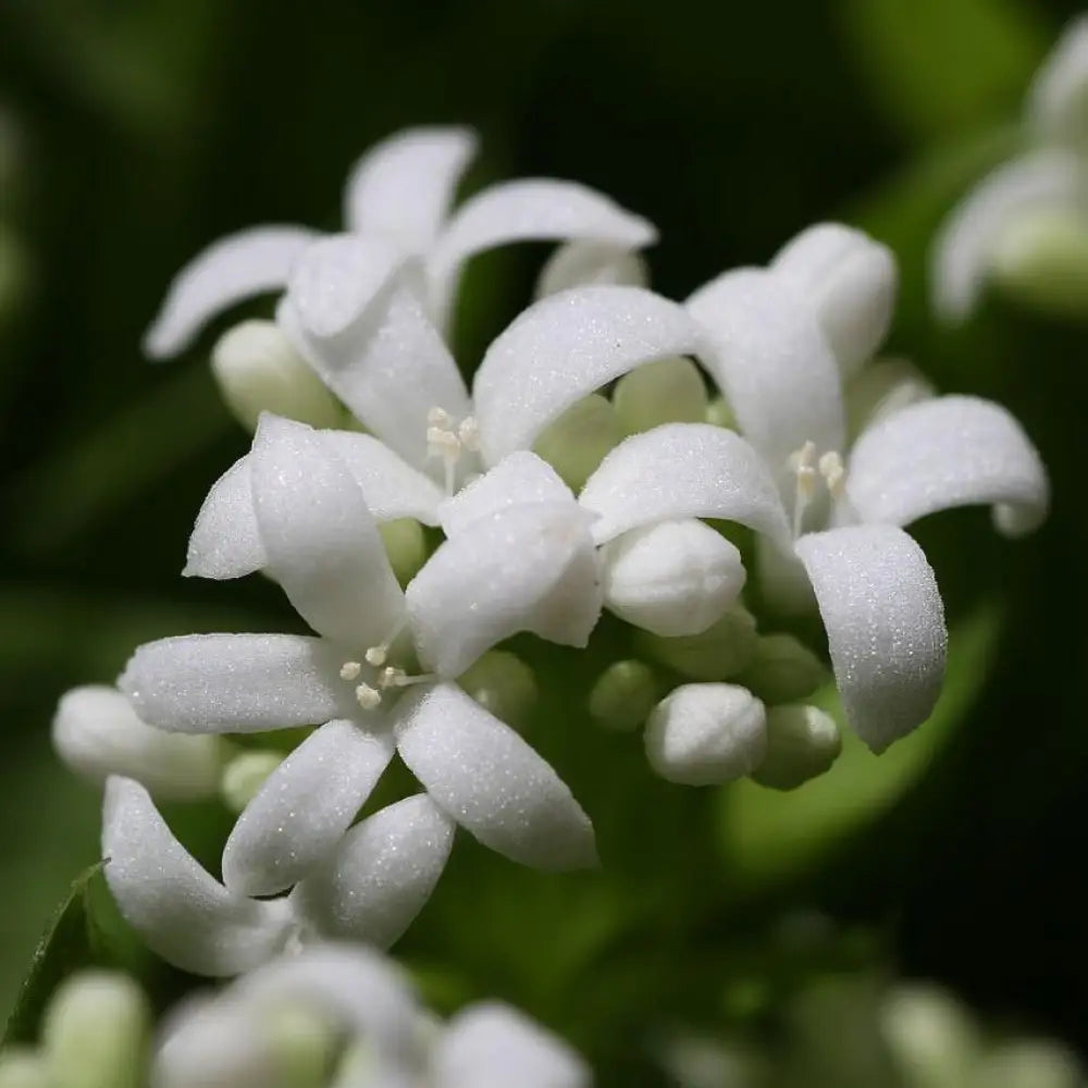 Sweet Woodruff 1 GALLON Perennial