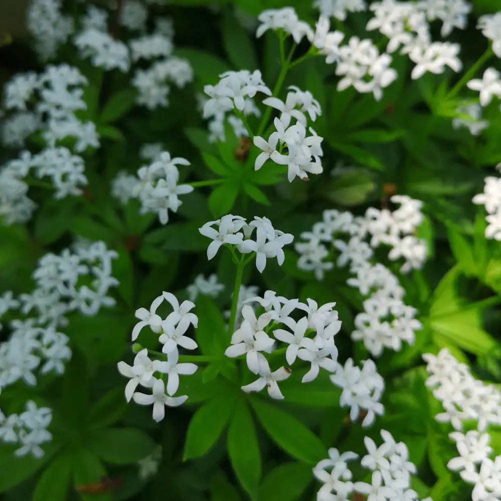 Sweet Woodruff 1 GALLON Perennial
