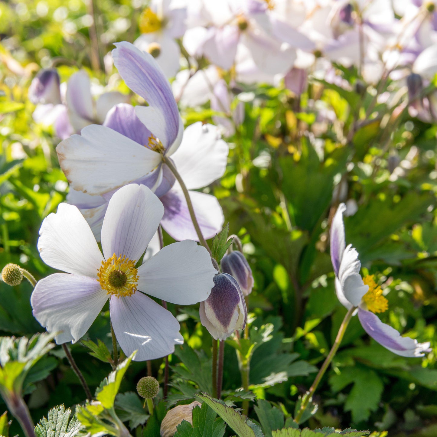 Wild Swan™ Anemone