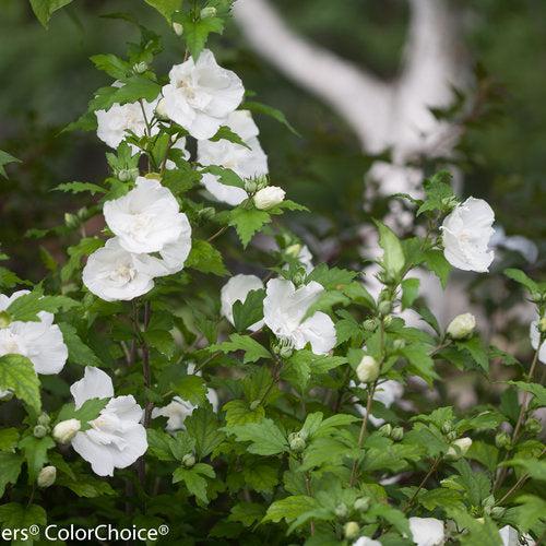White Chiffon® Rose of Sharon