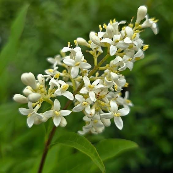 Ligustrum vulgare 'Cheyenne' - Cheyenne European Privet