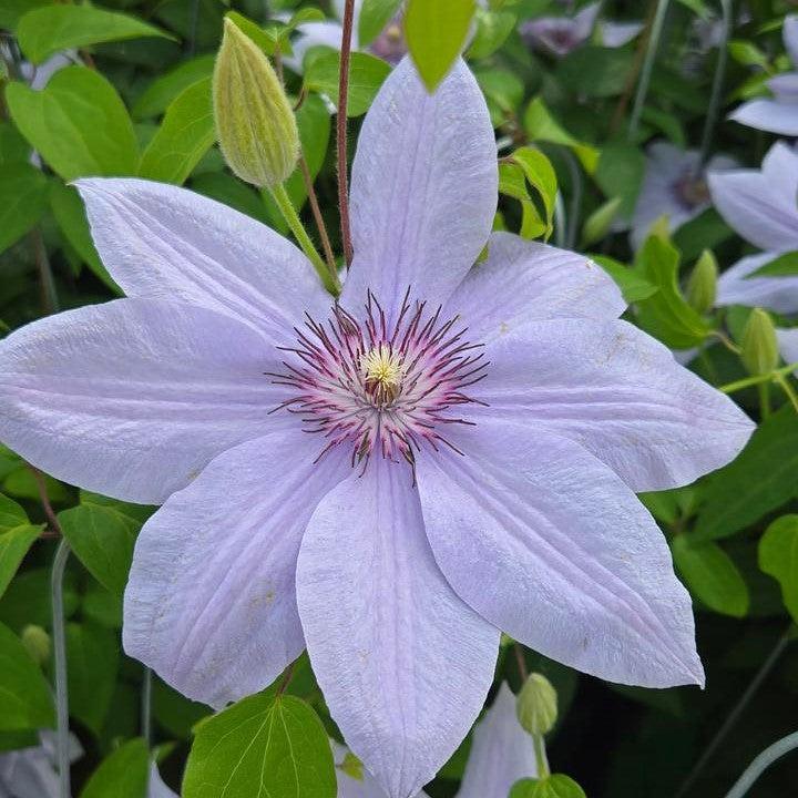 Clematis 'Evipo061' - Boulevard® Bernadine™ Clematis