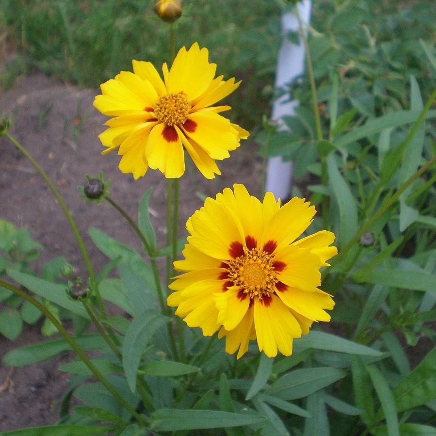 Coreopsis x 'Tequila Sunrise' - Tequila Sunrise Tickseed