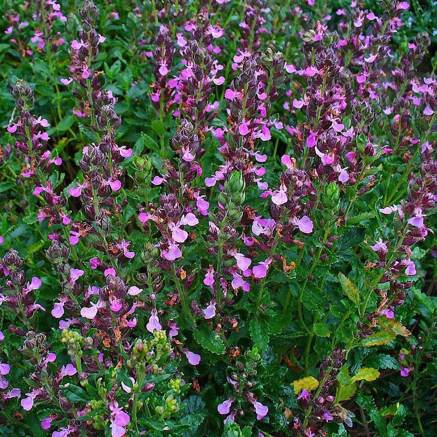 Wall Germander