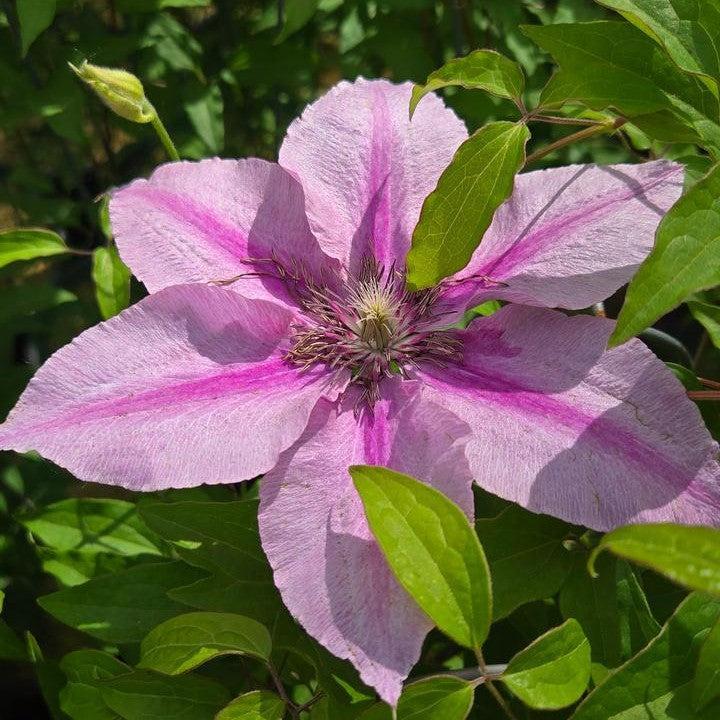 Clematis 'Donahros' - Rosalie™ Clematis