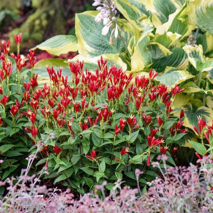 Spigelia marilandica 'Apple Slices' - Apple Slices Indian Pink