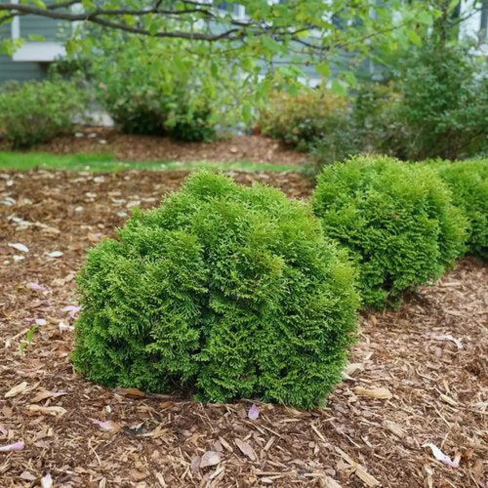 Tater Tot® Arborvitae 2 GALLON Conifer