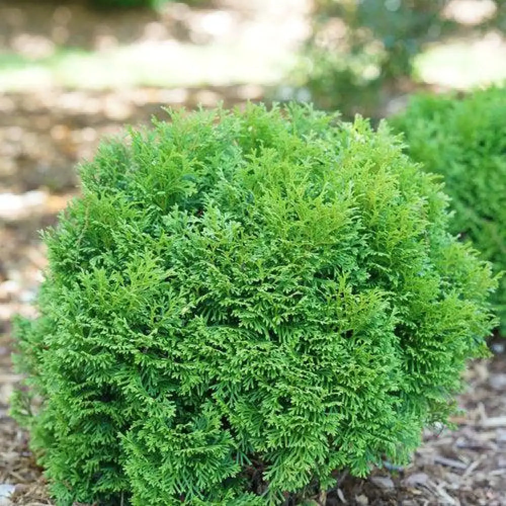 Tater Tot® Arborvitae 2 GALLON Conifer
