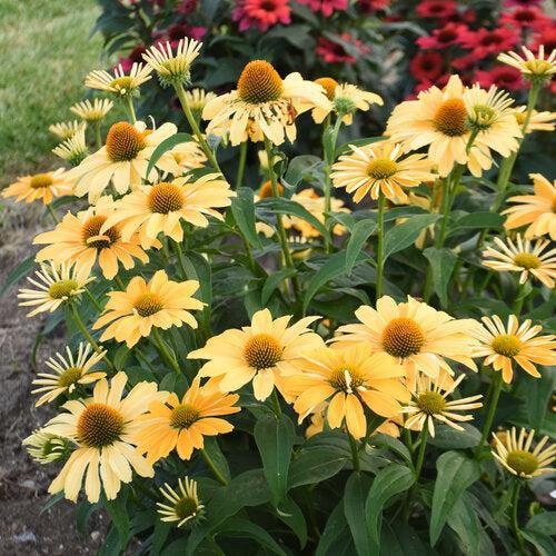 Echinacea 'One in a Melon' - Color Coded® One in a Melon Echinacea