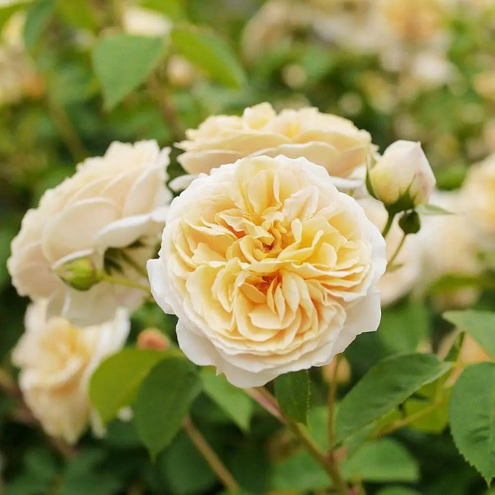 Teasing Georgia® Rose 1 GALLON Shrub
