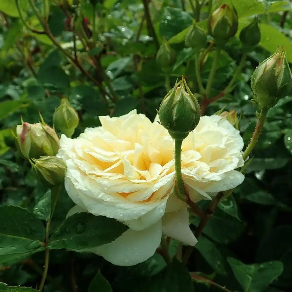 Teasing Georgia® Rose 1 GALLON Shrub