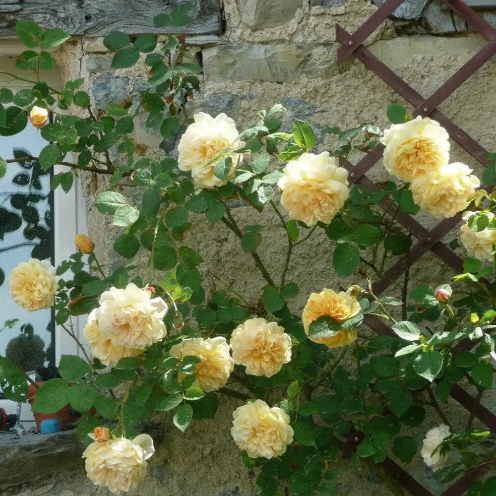 Teasing Georgia® Rose 1 GALLON Shrub