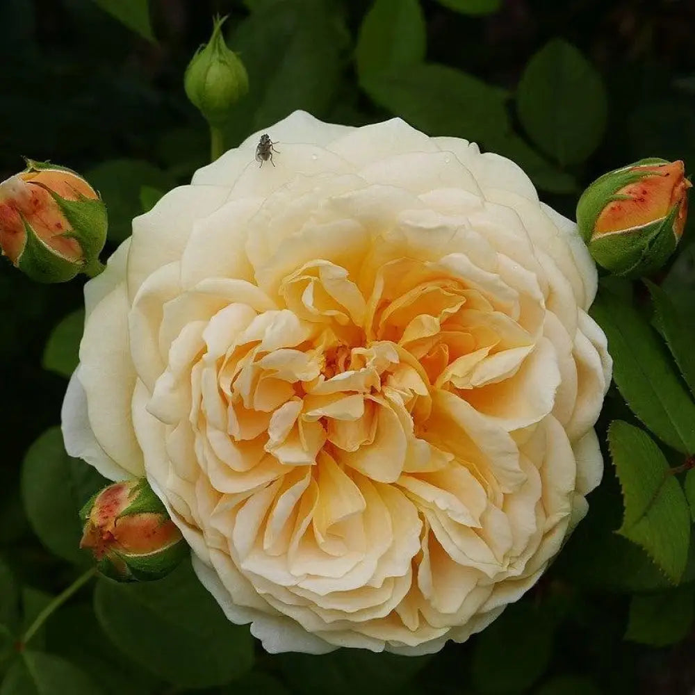 Teasing Georgia® Rose 1 GALLON Shrub